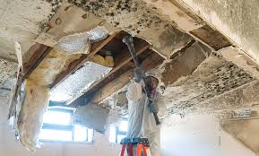 Professional Mold Remediation in Interlachen, FL